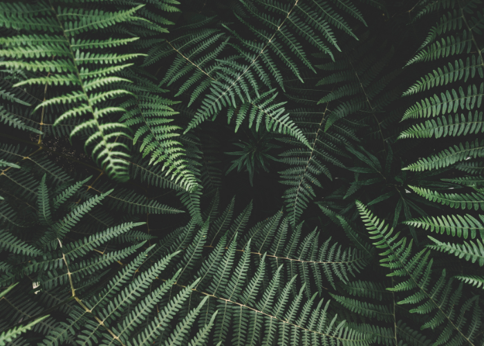 Kopie van kambo geven (700 x 500 px) klankhealing